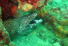 View the video of our Tayrona dive trip
