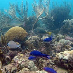 Tayrona's thriving coral reef