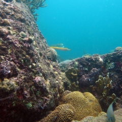 Arrecife de coral lleno de vida en el Parque Tayrona