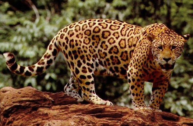 Jaguar