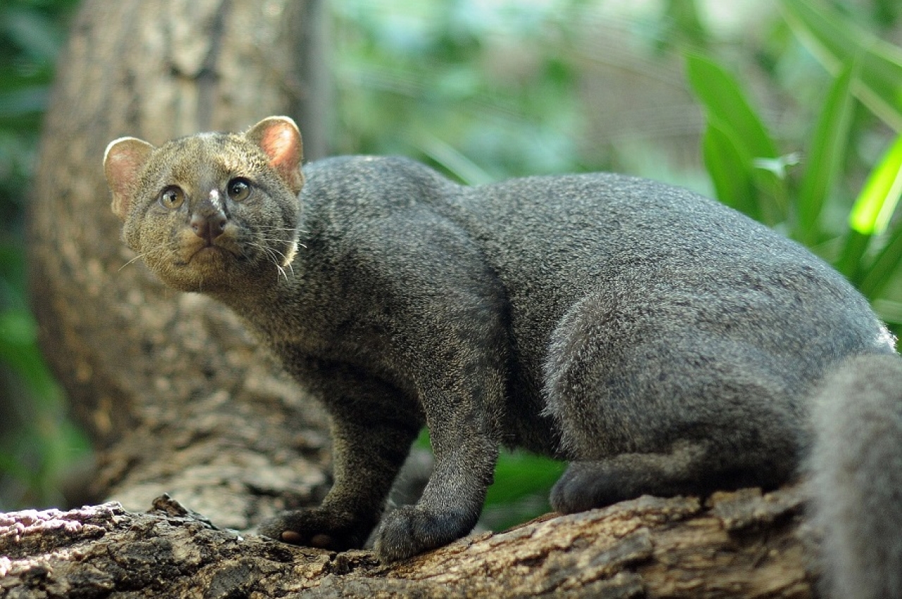 Big Cats of Colombia: Four Ferocious Felines You Must See