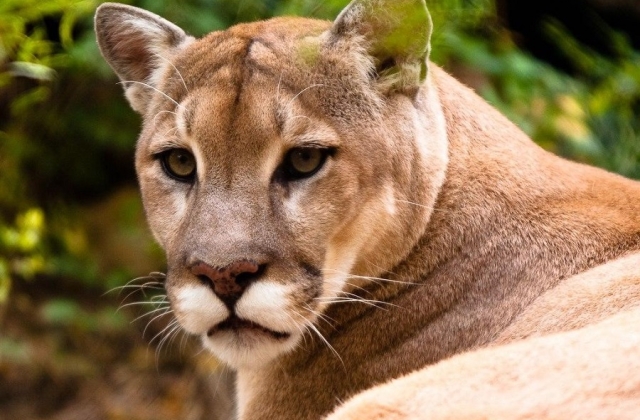 colombia puma