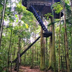 A treehouse in Tanimboca