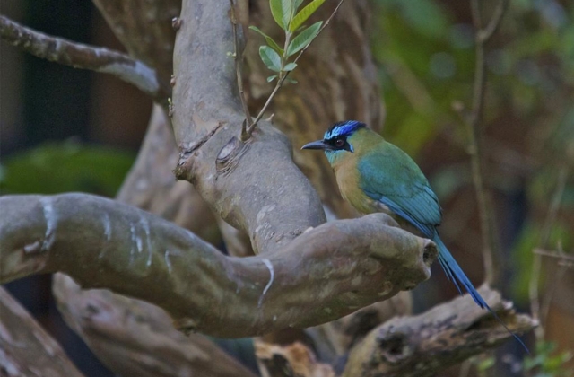 Blue-crowned motmot