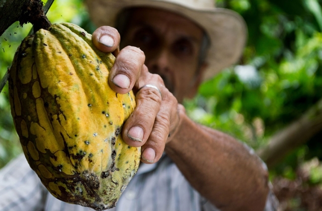 Fruto del cacao