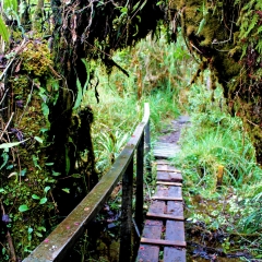 Boardwalk through the Andean forest