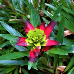 Bromeliad