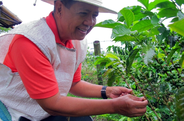 Harvesting coffee