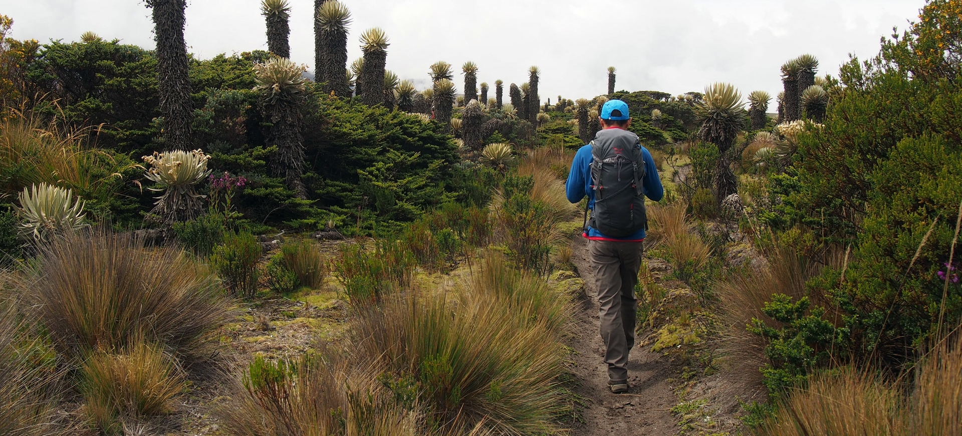 Coffee and Mountains: Eje Cafetero and Los Nevados