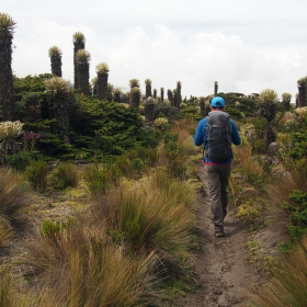 Coffee and Mountains: Eje Cafetero and Los Nevados