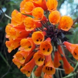 Santuario de Flora y Fauna Otún Quimbaya