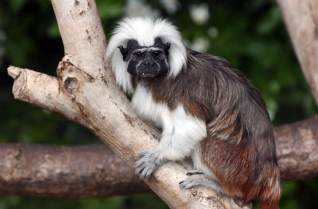 Cotton-top tamarin