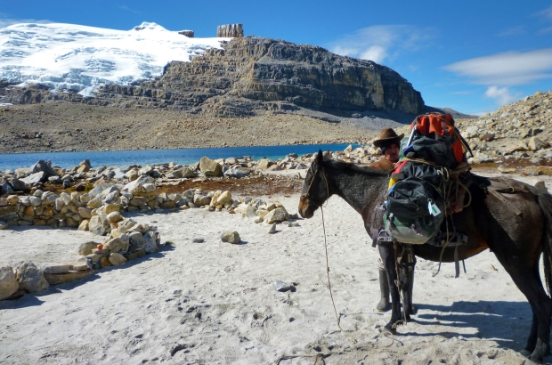 Mula de carga en el campamento