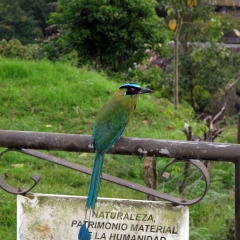 A barranquero, a Salento resident