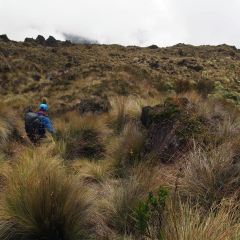 Hiking through the páramo