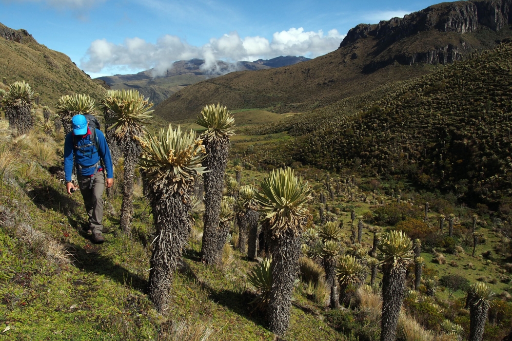 Caminando por el páramo