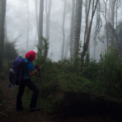 Cocora trees in the cloud forest