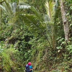 Mirando la copa de una palma de cera