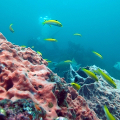 Residentes del arrecife