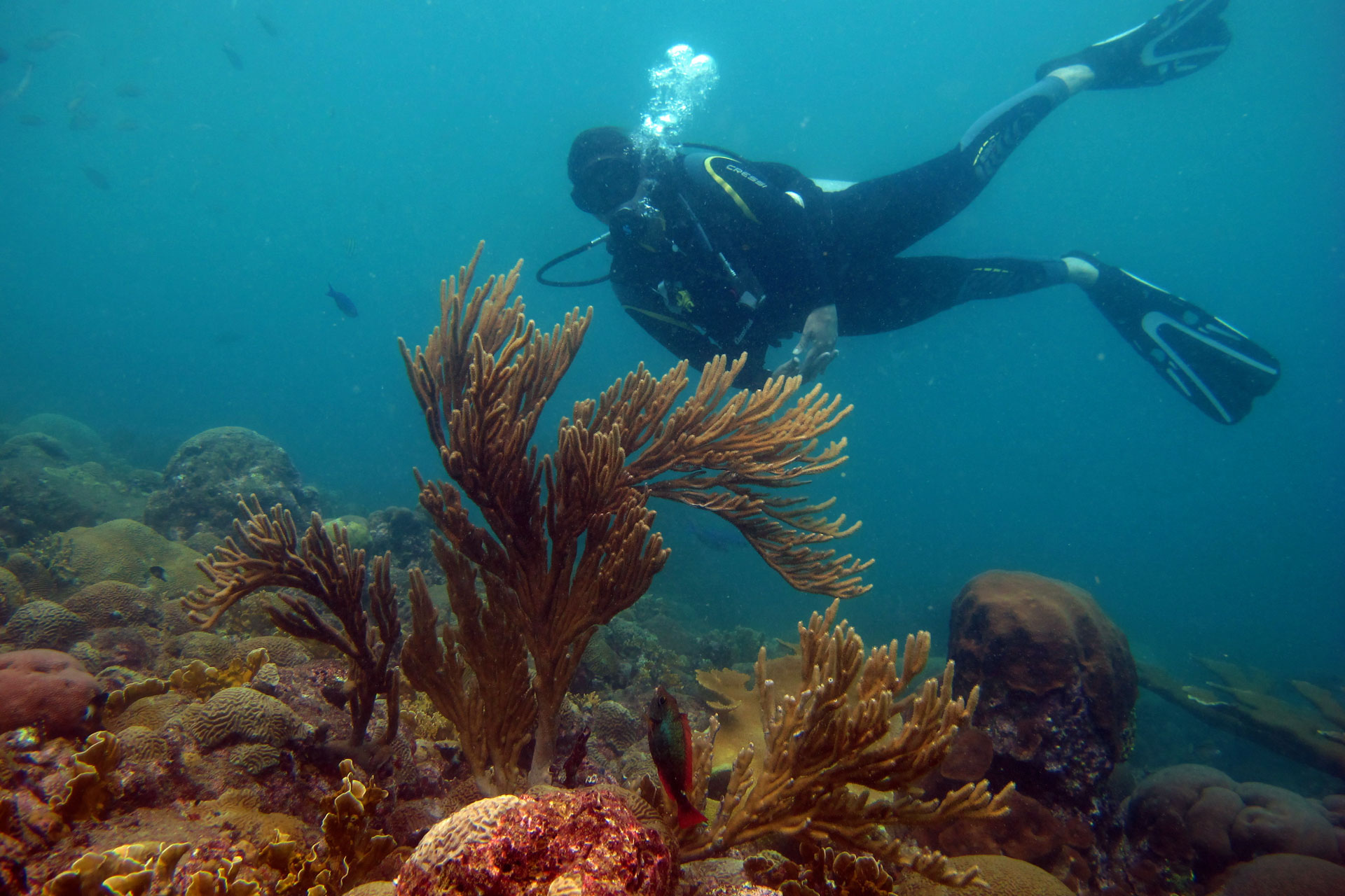 Día de Buceo en El Tayrona