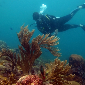 Día de Buceo en El Tayrona