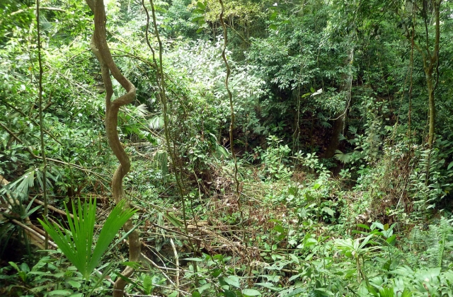 Forest in Tayrona National Park